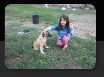 Hatkem Hatay Kopek Egitim Merkezi Otel Petshop Uretim Hatkem Hatay Kopek Egitim Merkezi Otel Petshop Uretim